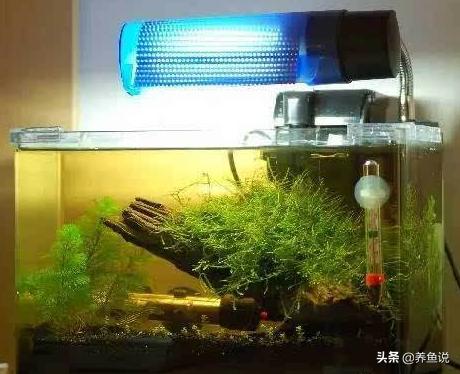 鱼缸黄水常见3大原因及其解决办法，以及利弊分析大全