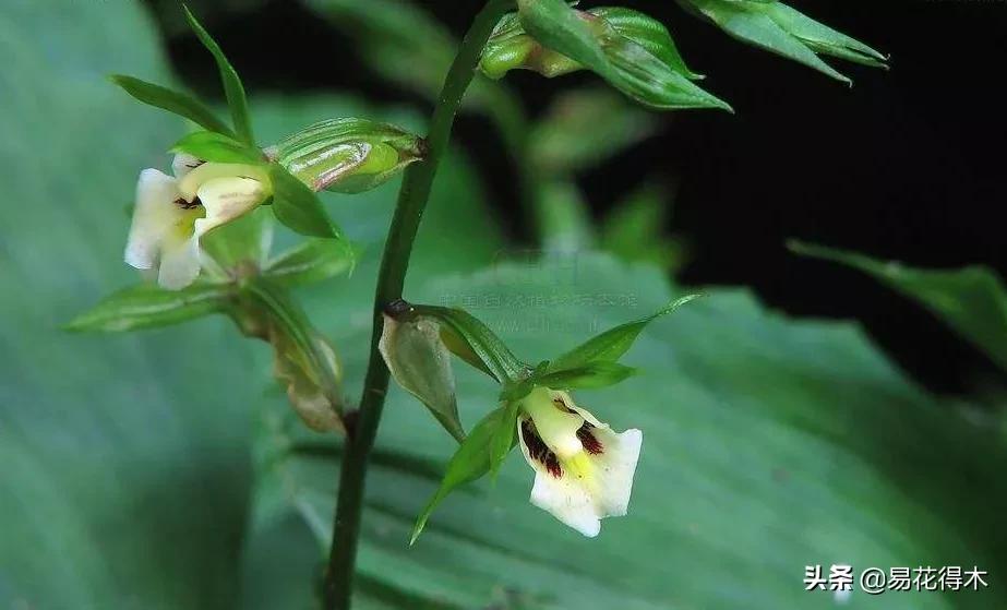 荷瓣兰最好的兰花品种排行,腋唇兰和春兰的区别
