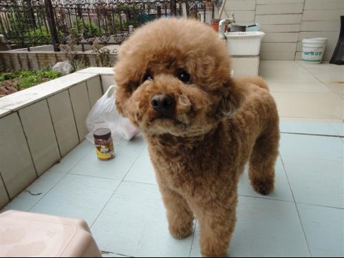 泰迪脑袋大是纯种的吗,纯种泰迪犬体型是怎样的图片