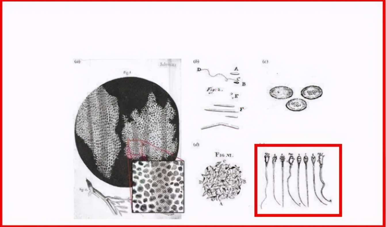 科学家发现精子运动规律,科学家们首次发现精子的运动规律