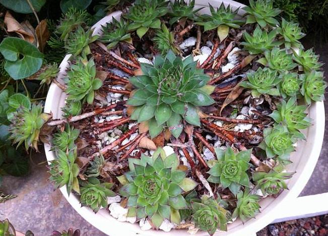 观音莲多肉细长怎么办,观音莲叶子下垂