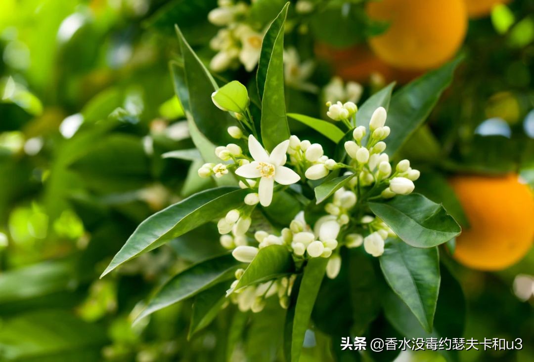 ysl薰衣草橙花麝香香水,7款热门白麝香香水推荐