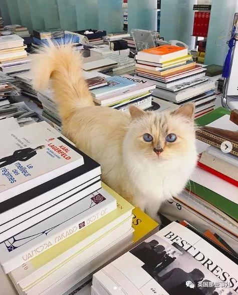 老佛爷的猫继承多少遗产,老佛爷去世后财产留给了一只猫