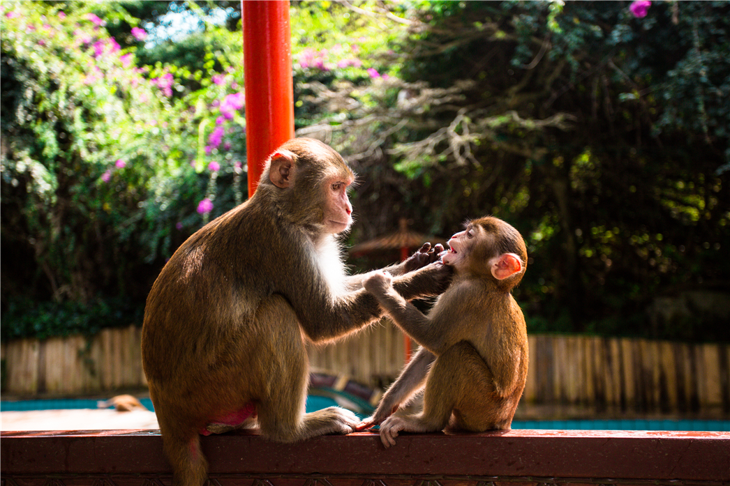 海南必玩猴岛与呆呆丨看萌呆猕猴，呆呆岛发呆