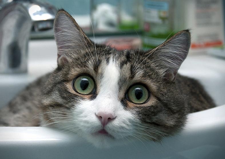 建议穷人养的10种猫性格温顺,什么猫好养而且不贵且不容易得病