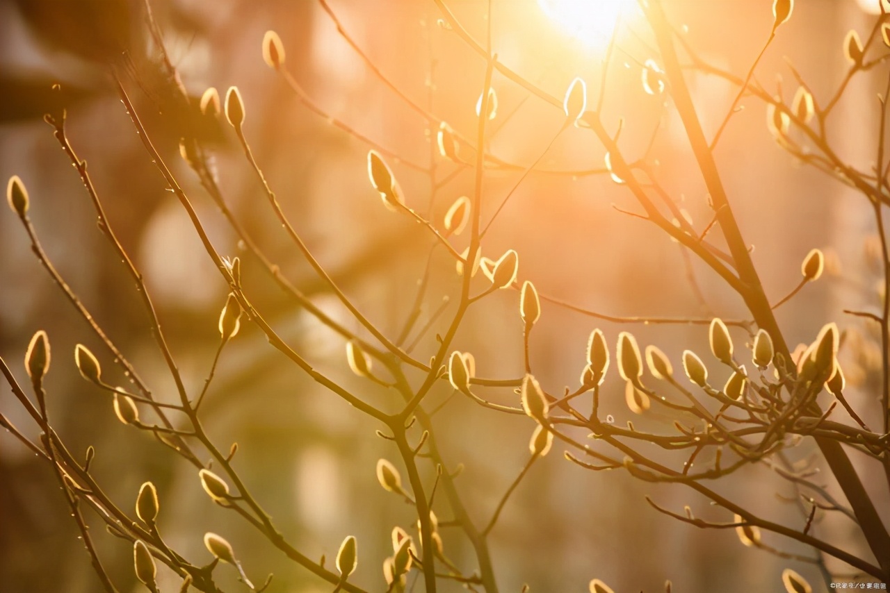 江南四大才子文徵明眼中的玉兰是什么样子？不仅美，还特别有诗意