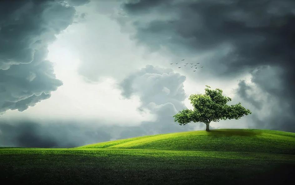 tree植树节,外国的植树节在哪里