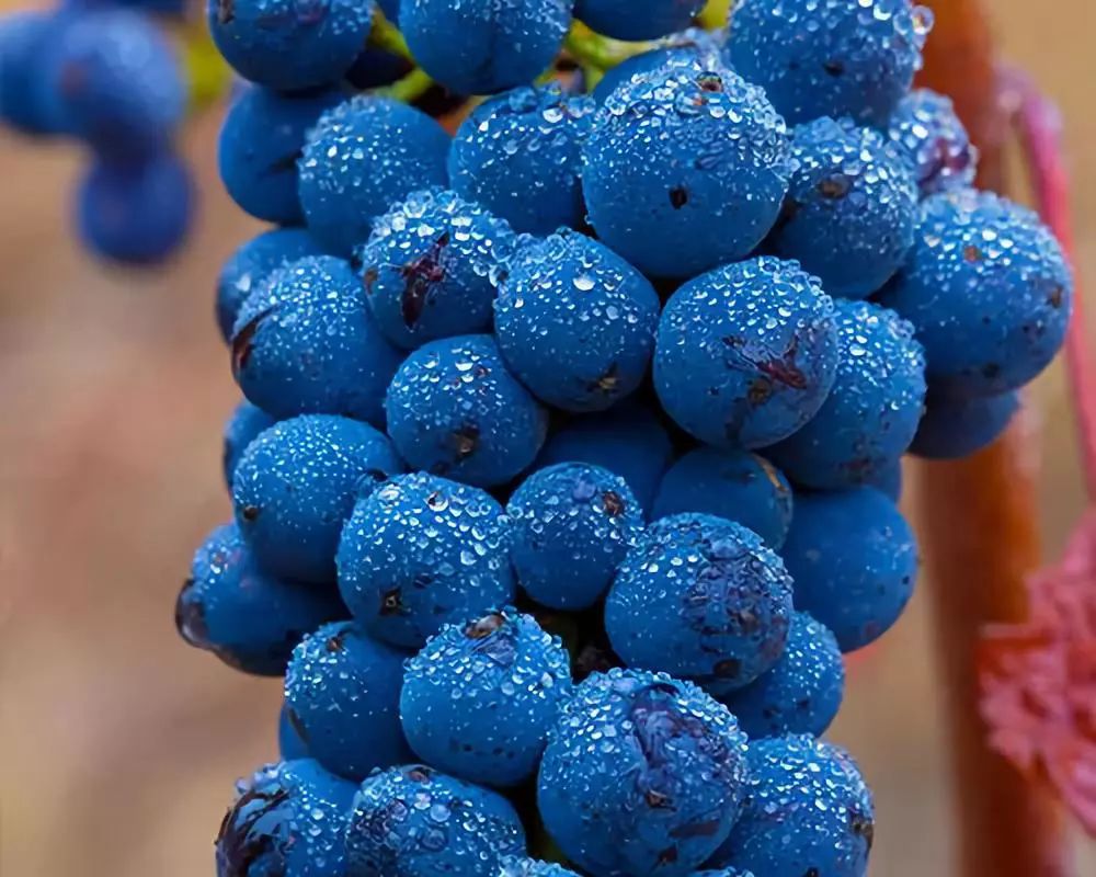 唯一和勃艮第抗衡的黑皮诺,新西兰黑皮诺对比勃艮第