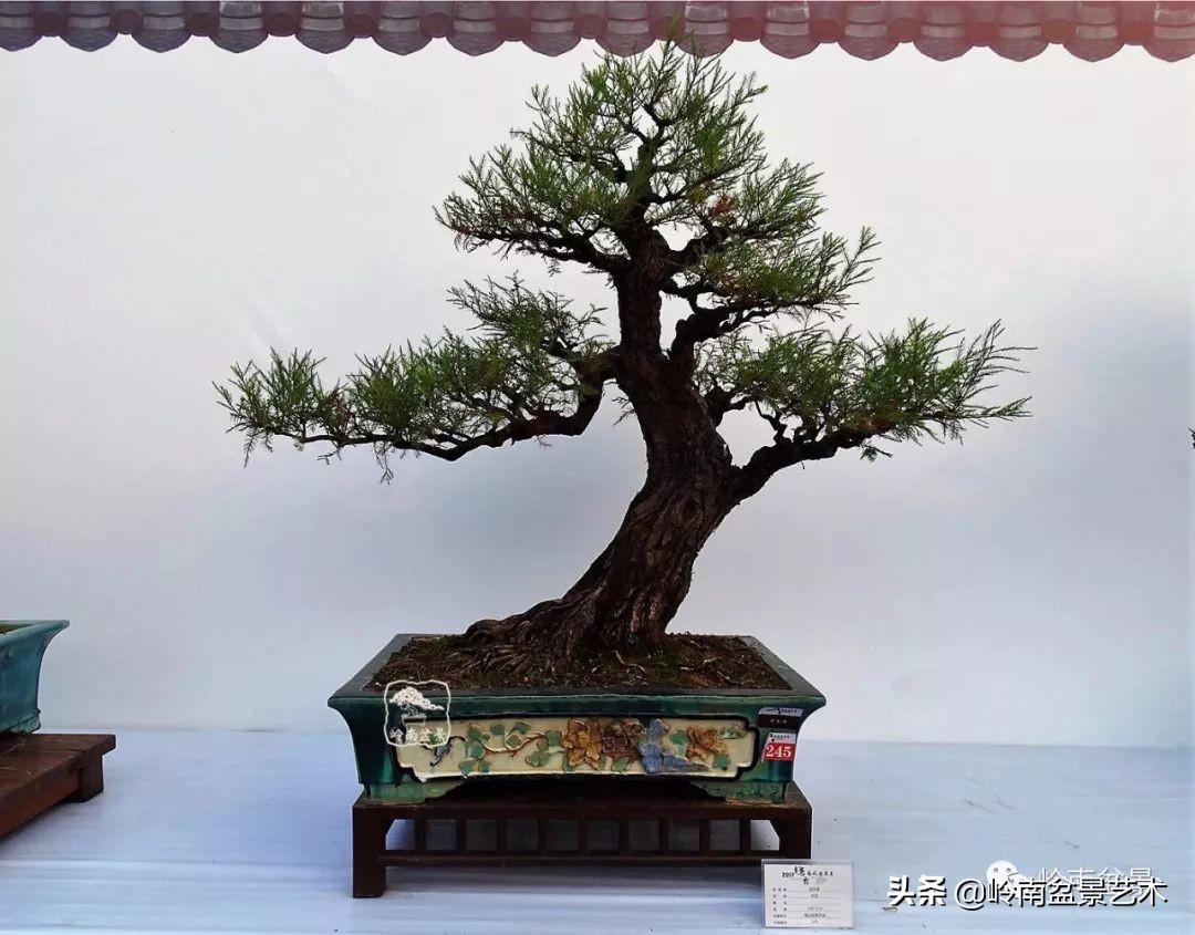 杂木盆景也毫不逊色,杂木盆景值钱吗