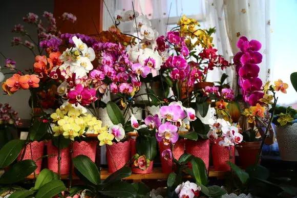 最好养爱开花的兰花,四季能开花的兰花有哪些