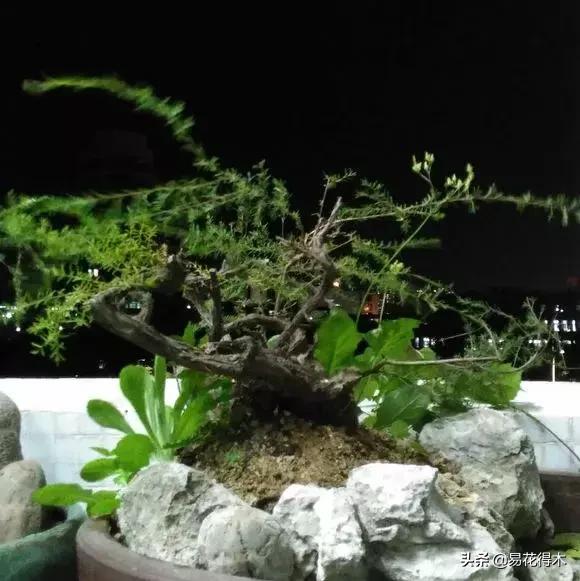 岗松盆景移栽,岗松盆景风景