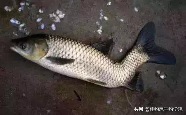 钓上来的鱼怎么那么臭,野钓的鱼为什么有柴油味