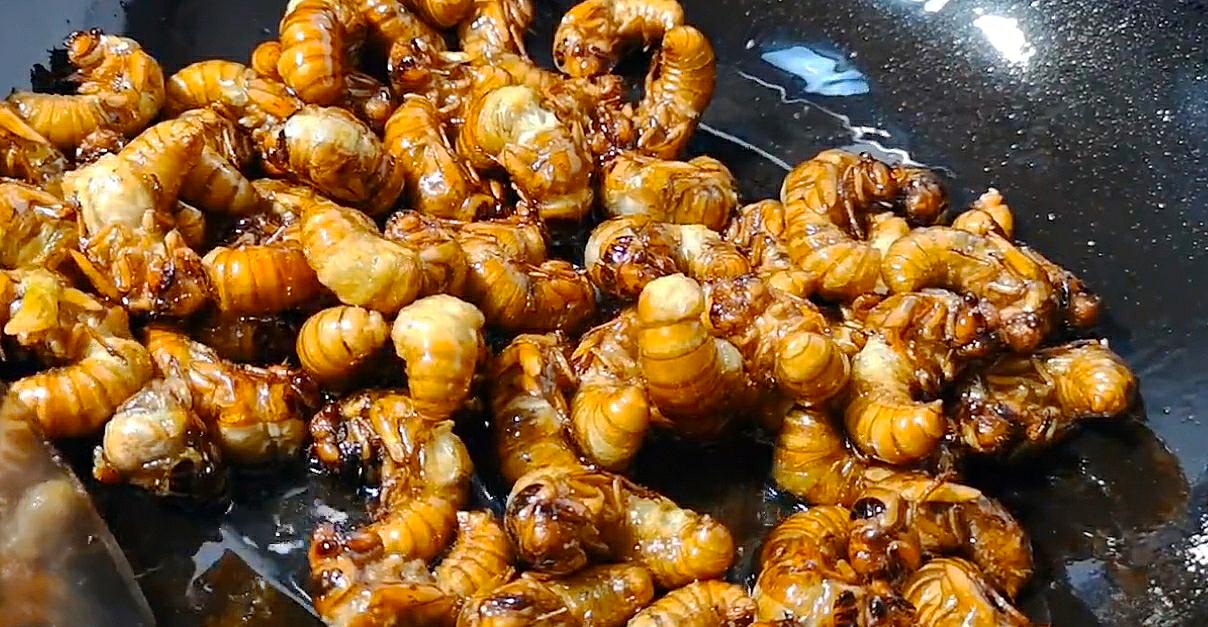 金蝉应该怎么做好吃,金蝉怎么炸又香又脆