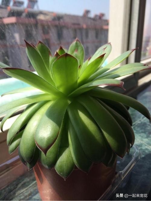 观音莲徒长了穿长裙子怎么办,观音莲是不是特别容易爆盆