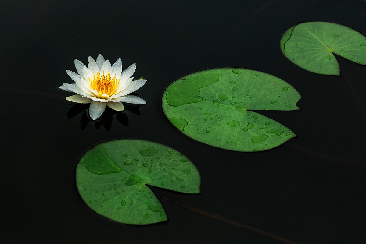 睡莲只长叶子不开花是怎么回事,睡莲几片叶子才能开花