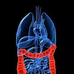 鲟鳇鱼软骨蛋白肽的作用,鲟龙鱼软骨胶原蛋白肽