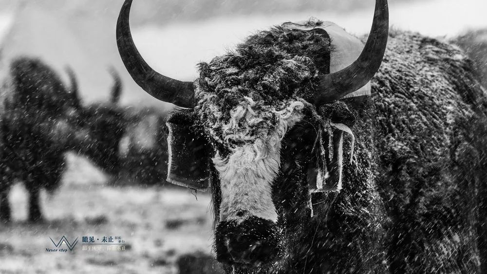 高山之巅的感悟,高山低谷的感悟