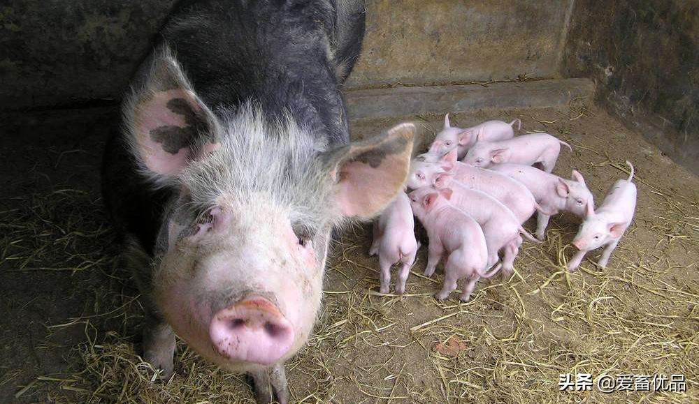 母猪不吃食是什么原因？母猪不吃食怎么办？