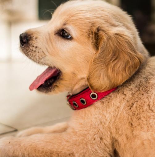 狗狗胃肠炎是什么症状及治疗,狗狗患狂犬病怎么治