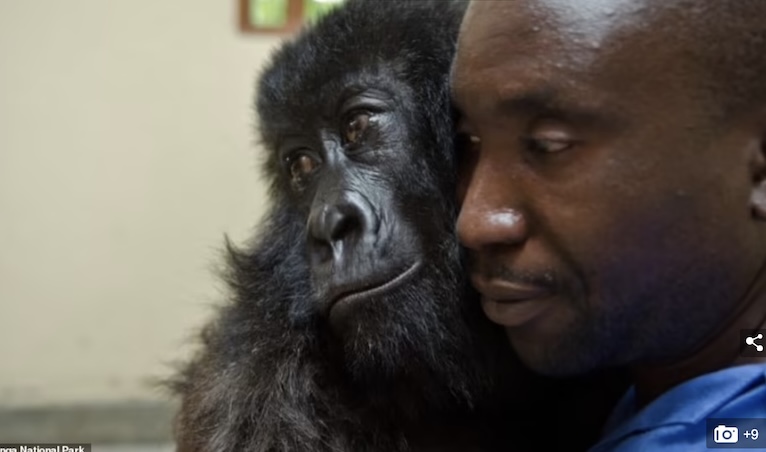 已死亡的著名大猩猩,年龄最大的大猩猩去世