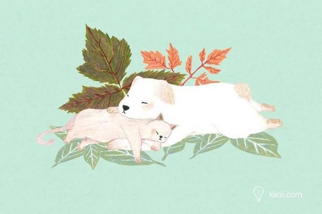 狗狗冷知识大合集视频,狗狗冷知识狗粮