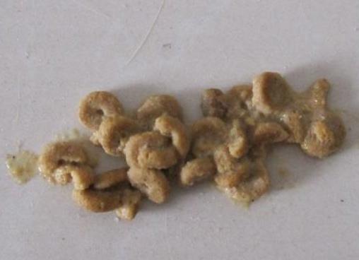 猫吐出的黄水里面有寄生虫,猫呕吐吐出虫子怎么办