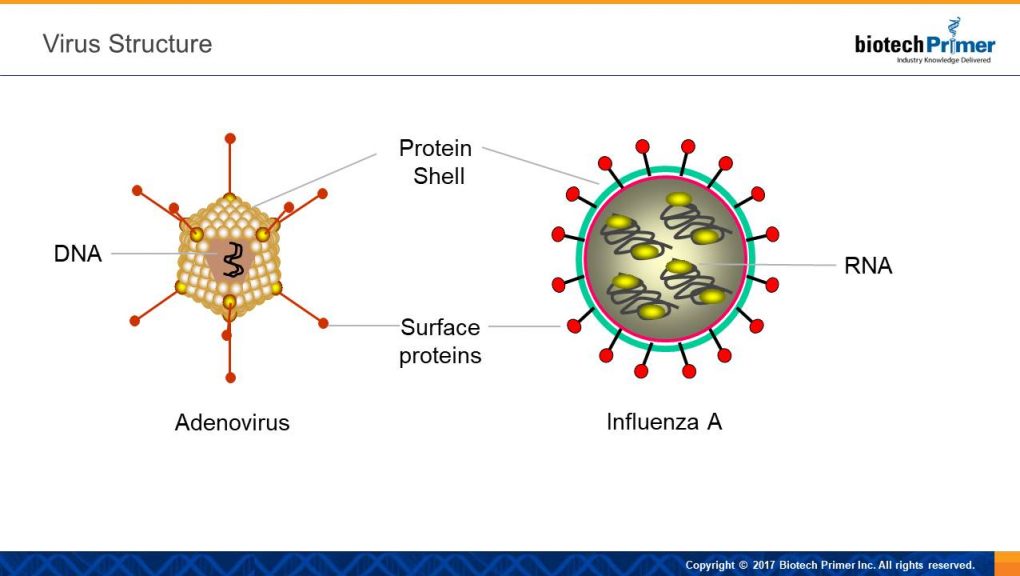 初中生物病毒和细菌的区别,生物学中细菌与病毒的区别