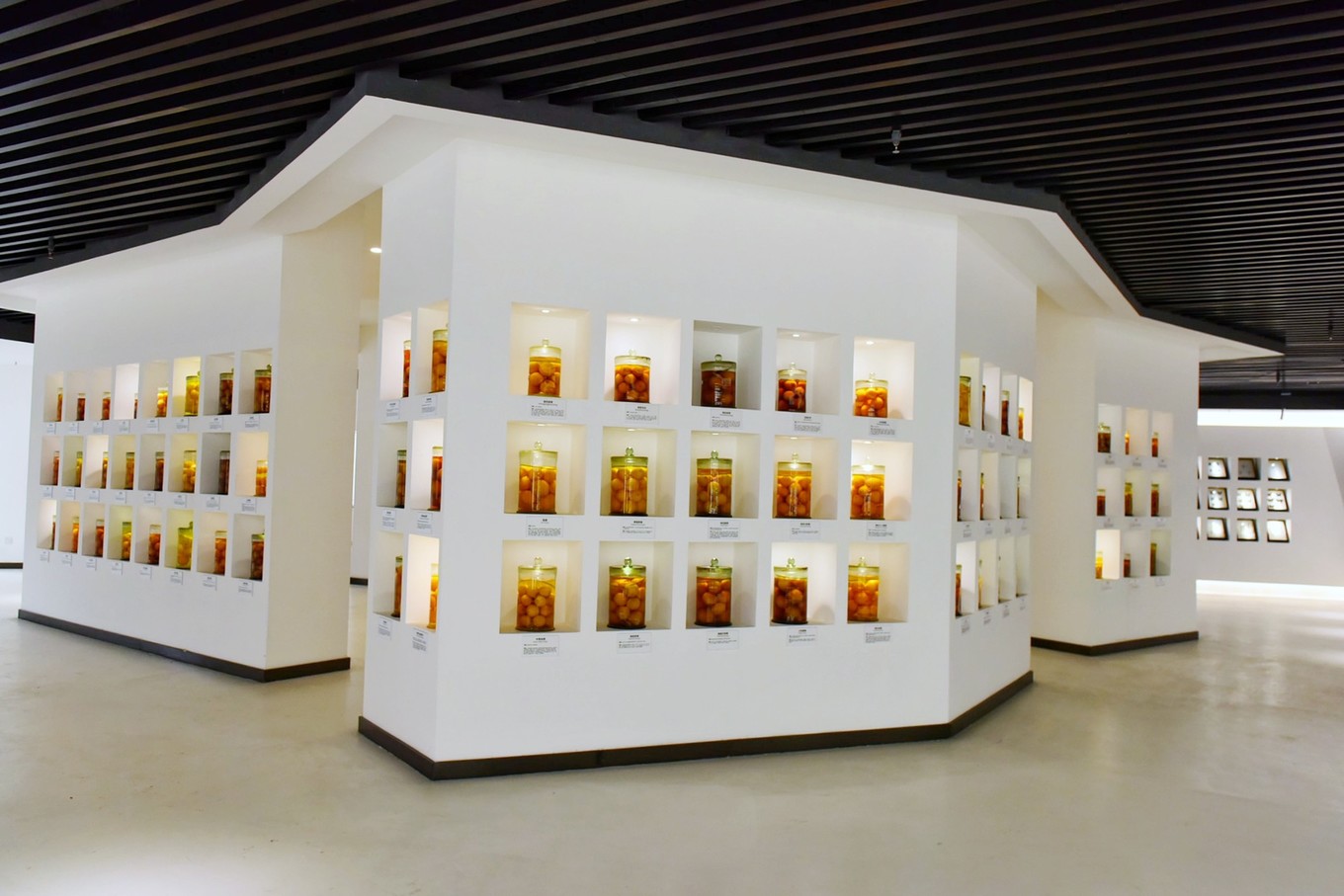 重庆市忠县柑橘园,柑橘之乡忠县