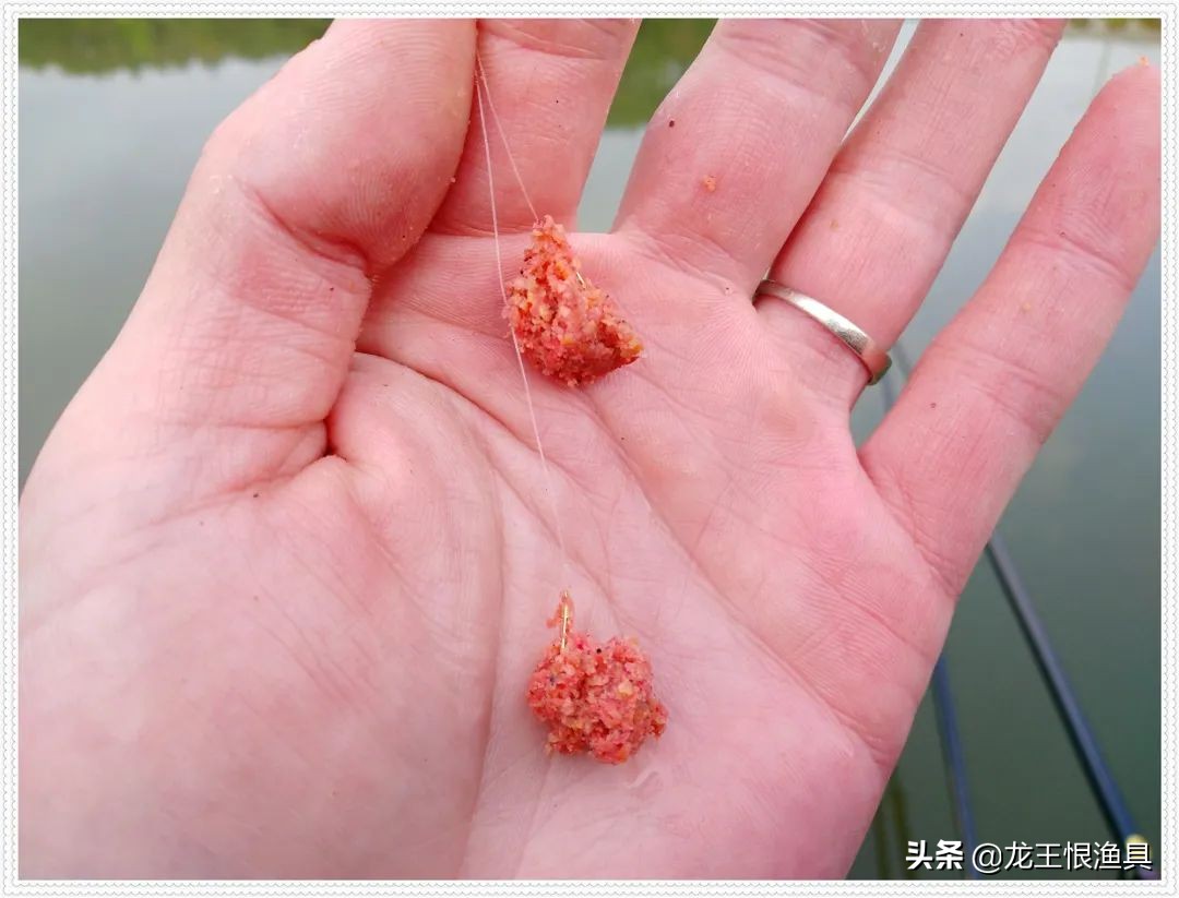 天鲫腥香评测,天鲫通杀钓鲫鱼