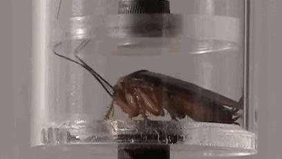 蟑螂是如何成为超级生存大师的？|短视频