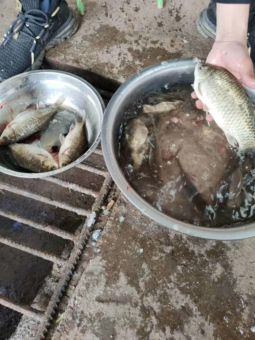 黑龙滩可以用海竿钓吗,黑龙滩的鱼好不好钓