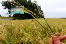 田间麻雀多怎么办,秋收时麻雀太多怎么办