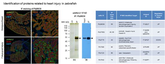 西北大*联学**合上交大开发超高通量抗体芯片并应用于规模化抗体制备