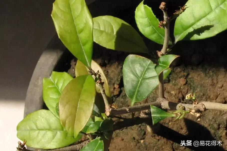 盆栽植物落叶是怎么回事,盆栽植物出现黄叶怎么处理