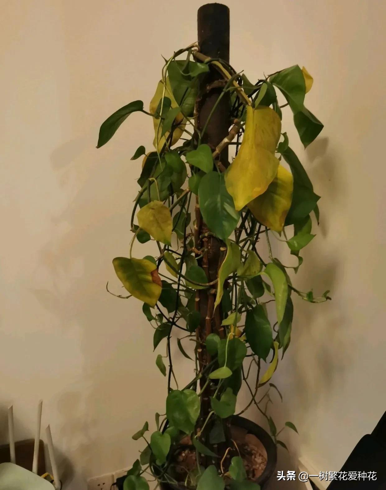 怎样才能把绿萝养得又绿又好,绿萝叶子绿怎么治