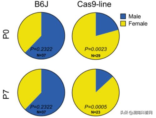 性别决定基因小鼠,基因编辑改变性别