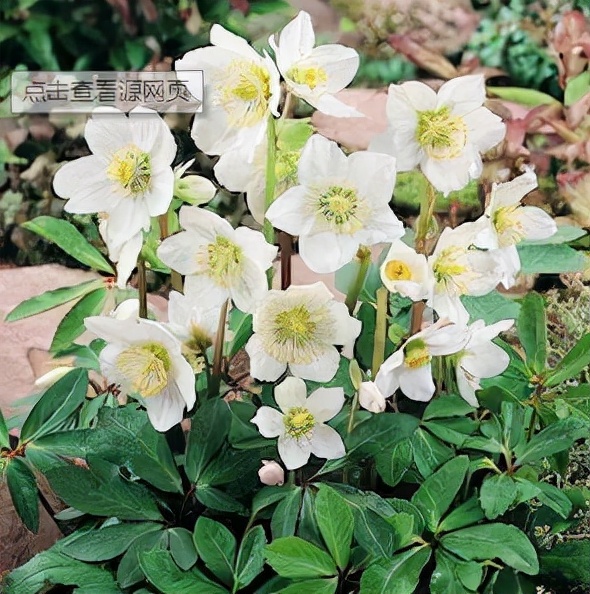 每日一花11.16：圣诞蔷薇