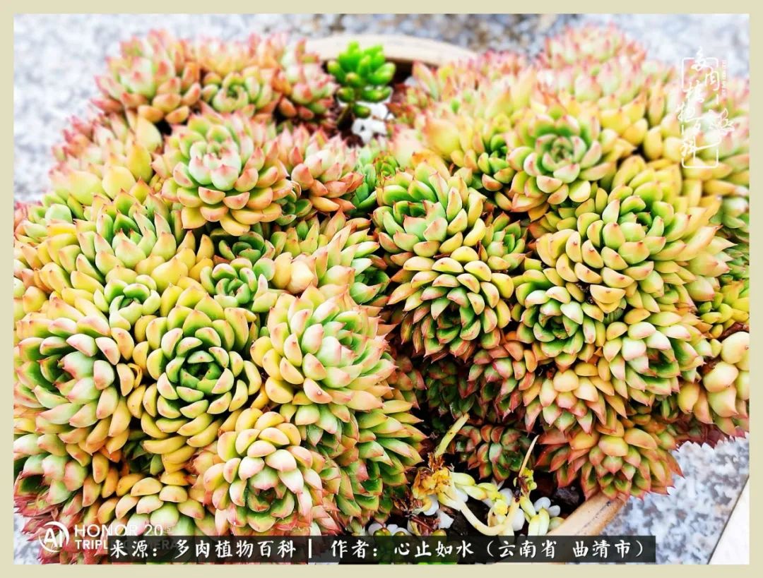 感谢陪伴感恩所有的遇见,让每个人都能感受到多肉的美好