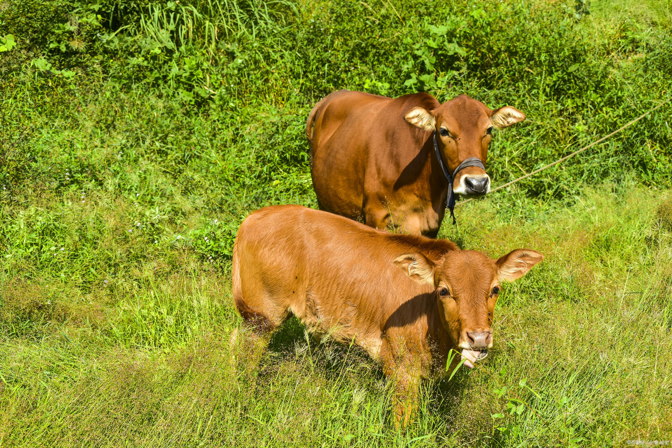 牛传染病防治小知识,牛传染病