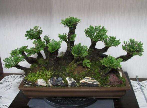 卷柏能养成盆景，叶子却总爱“打卷”，这几点养护技巧都做到了吗