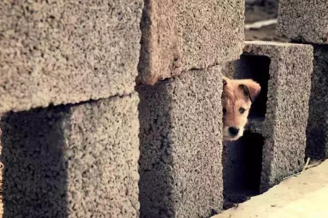 遇见流浪动物怎么办,遇见流浪狗怎么救助