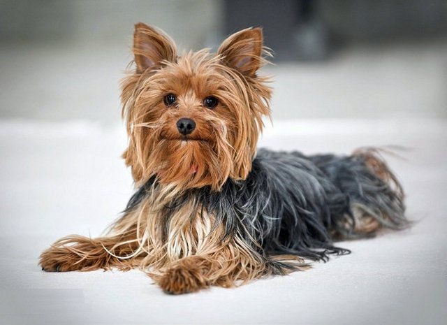 约克夏开心的表现,约克夏可爱的小狗