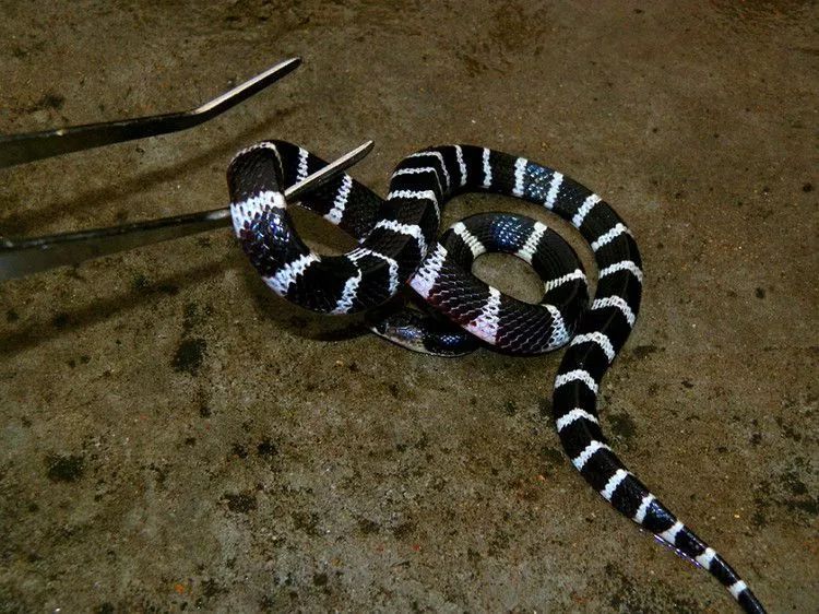 安徽工地发现一条剧毒眼镜蛇,野外银环蛇咬伤事件