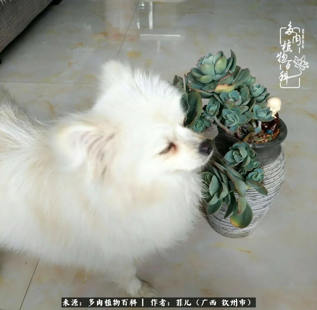 多肉相伴的感悟,与多肉为伴的时光真的很美好