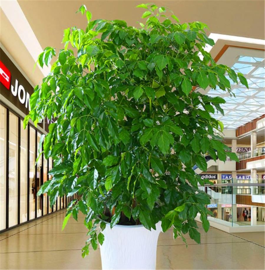 幸福树怎么防止发黄,幸福树有黄叶子怎么办