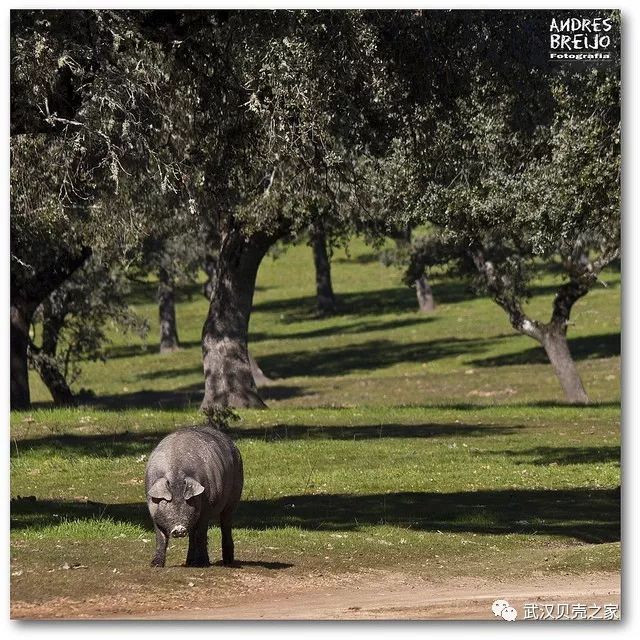 西班牙火腿,看完这篇你就是半个行家!