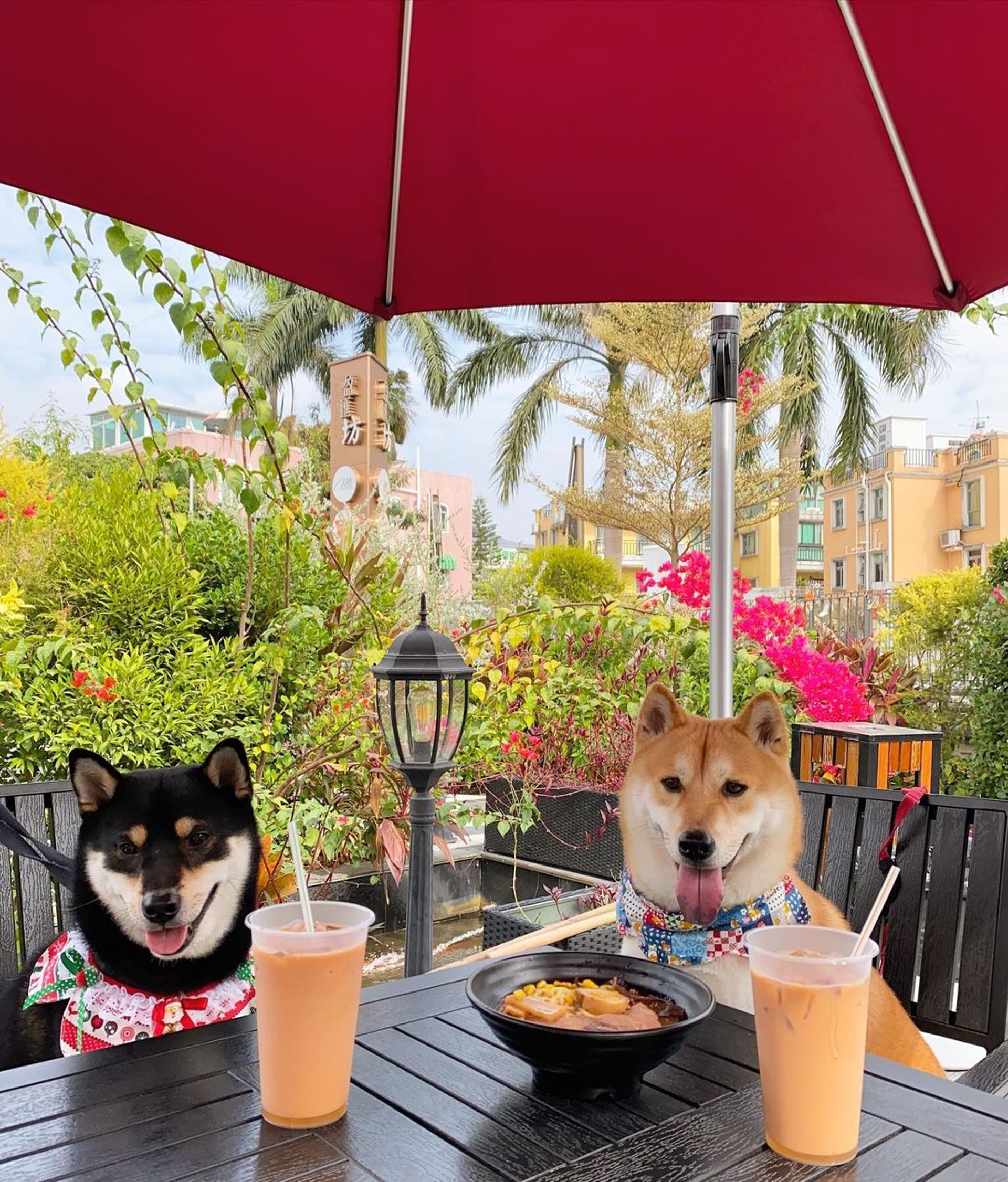 百年树屋，天空之镜，红砖市集，跳蚤市场…尽在锦田