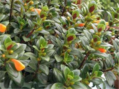 金鱼吊兰老桩能养几年,金鱼吊兰在家养吉祥吗