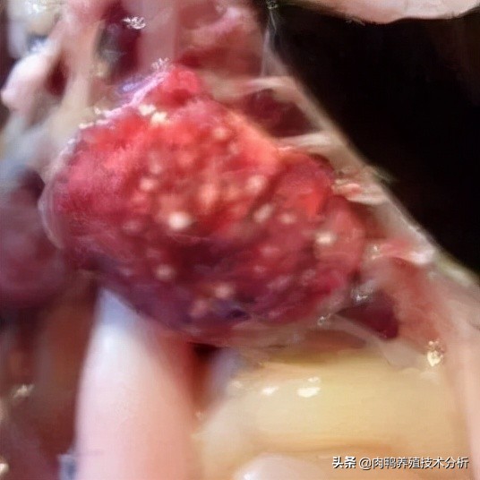 肉鸭曲霉菌中毒用什么脱霉剂,肉鸭霉菌预防用什么药