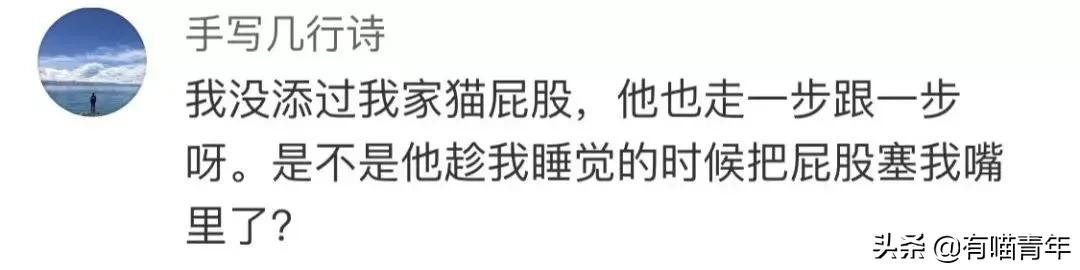 长毛猫撸猫毛工具,哪种撸猫毛的工具好用